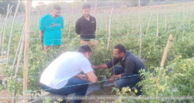 తాను పండించిన కూరగాయలను దుబాయ్ పంపనున్న MS ధోని...