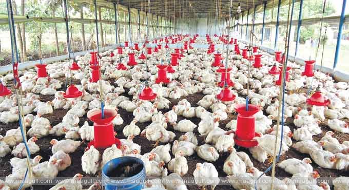 1 తెలంగాణ ను భయపెడుతున్న బర్డ్ ఫ్లూ