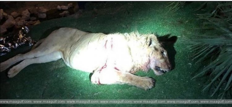 పెంపుడు సింహం దాడిలో వ్యక్తి మృతి