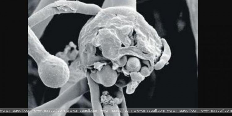 తెలంగాణ ప్రభుత్వం కీలక నిర్ణయం