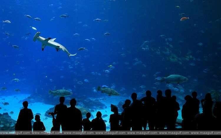 మిడిల్ ఈస్ట్‌లో అతి పెద్ద అక్వేరియం అబుధాబిలో ప్రారంభం కానుంది