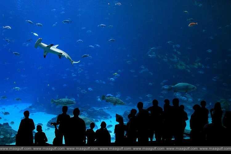 UAE’s largest aquarium to open in Abu Dhabi this year