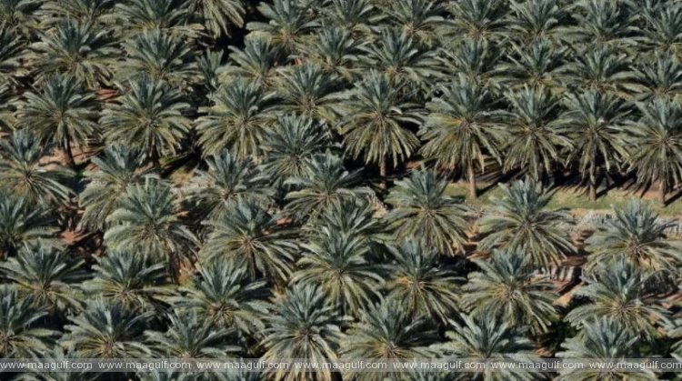 10 మిలియన్ చెట్ల పెంపకం ప్రారంభం