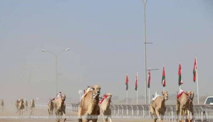 19వ వార్షిక క్యామెల్ రేసింగ్ ఫెస్టివల్ ప్రారంభం