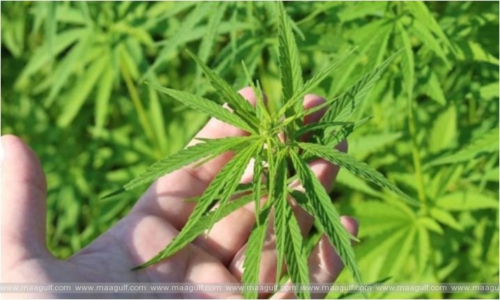 ఇంట్లో మత్తు మందు మొక్కలు పెంచుతున్న వ్యక్తి అరెస్ట్