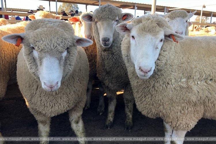 గొర్రెల ఎగుమతి రుసుము పెంపు