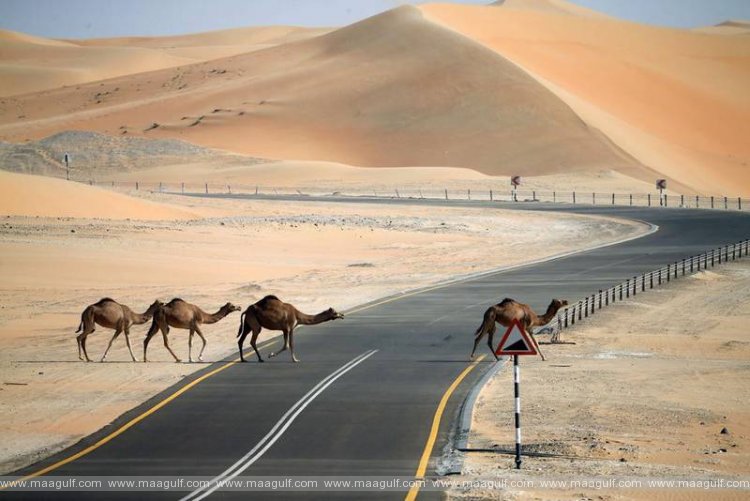 ఎమిరేట్స్ రోడ్డు లో యాక్సిడెంట్. మూడు ఒంటెల మృతి