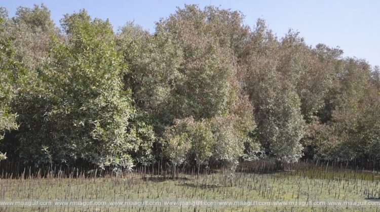 Dubai Municipality to plant mangrove trees in Dubai’s Natural Reserves