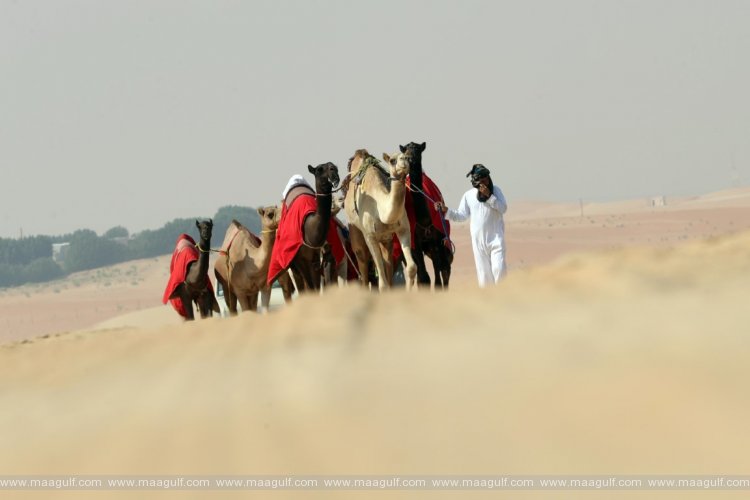 Al Dhafra Festival continues to enthral visitors until 22nd January