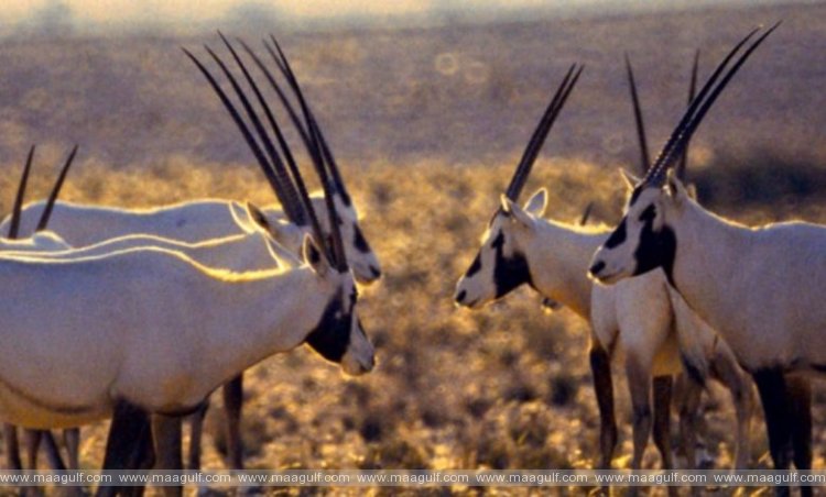 ఒమన్ లో ముగింపు దశకు సఫారీ ప్రాజెక్ట్