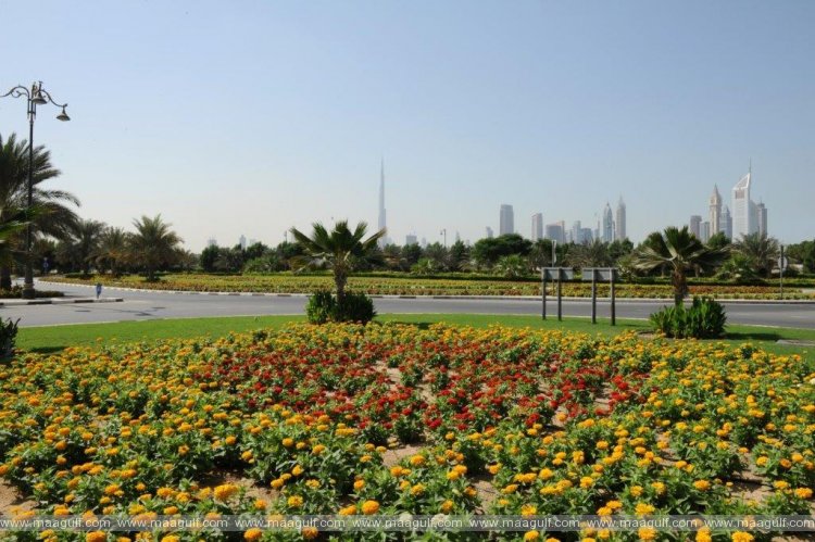 Dubai Municipality plants more than 170,000 trees in 2021