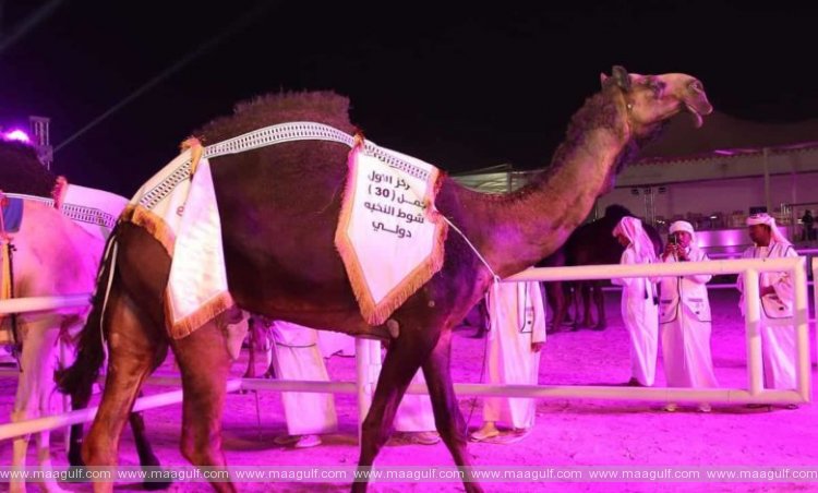 ఎక్స్-రే పరీక్షల అనంతరం అందాల పోటీల్లో గెలిచిన ఒంటె