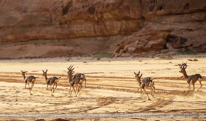 ప్రకృతి వనంలోకి 80 వన్యప్రాణుల తరలింపు