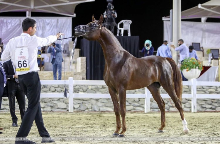 Over 70 horses to compete in The Ruler of Sharjah Cup