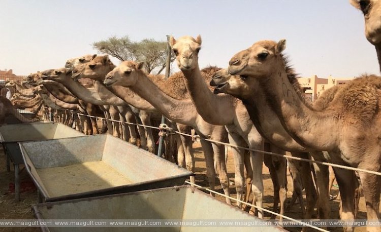 షేక్ జాయెద్ ఫెస్టివల్‌లో 300 ఒంటెల మధ్య పోటీ