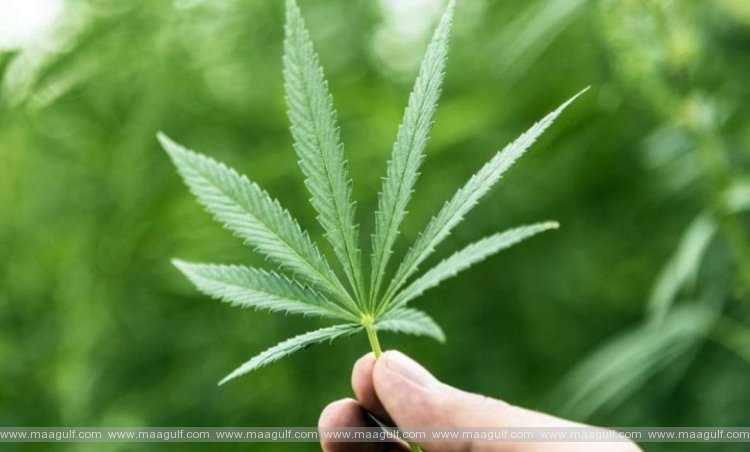 ఇంటి వద్ద గంజాయి పెంపకం: బహ్రెయినీ వ్యక్తికి 15 ఏళ్ళ జైలు శిక్ష