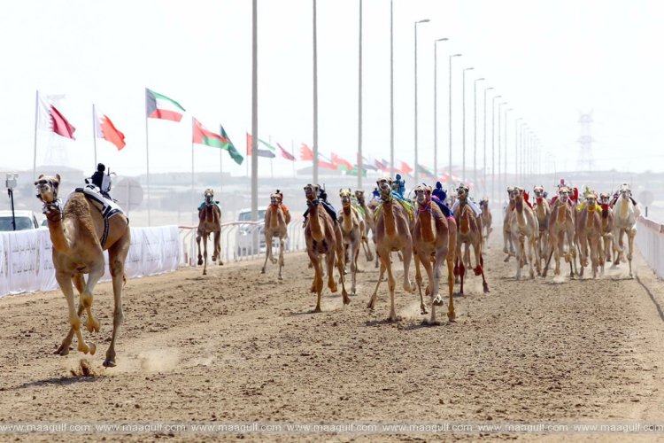 Final Annual Camel Races Festival \'Wathba 2022\' to start Monday