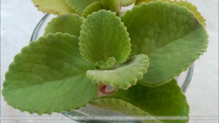 వామాకు తో ఆరోగ్య ప్రయోజనాలు...