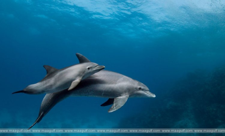 డాల్ఫిన్‌లను పట్టుకున్నందుకు ముగ్గురికి జరిమానా విధించిన బహ్రెయిన్
