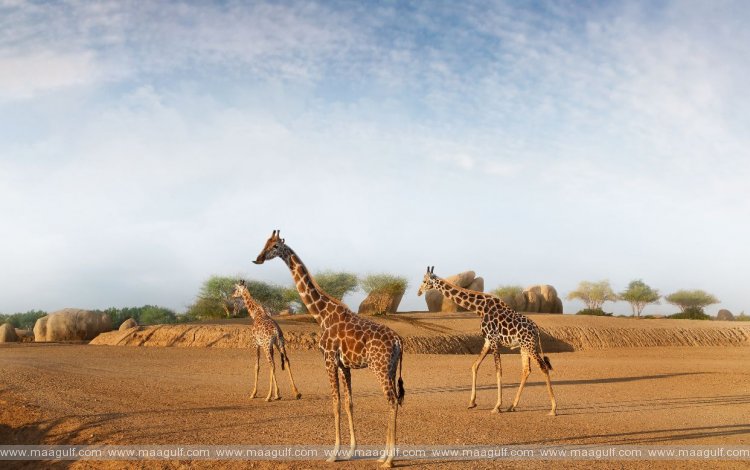 Al Ain Zoo provides endangered Rothschild’s Giraffes with highest standards of care