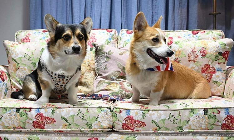 దుబాయ్‌లో నకిలీ డాగ్ డీల్‌.. ముగ్గురికి జైలుశిక్ష, జరిమానా