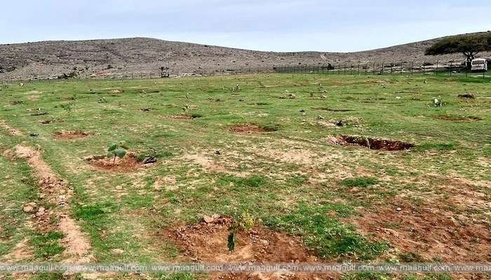 ధోఫర్‌లో 70 వేల మొక్కలు నాటే ప్రాజెక్టు ప్రారంభం