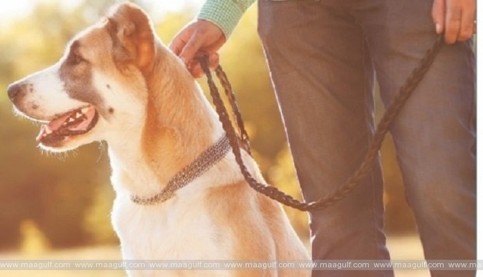 1 రూల్స్ ఉల్లంఘించే పెంపుడు జంతువుల యాజమానులు 50 రియాల ఫైన్