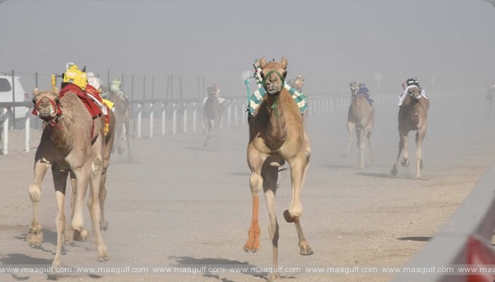 ఒమన్ లో ఒంటెల రేసులు ప్రారంభం