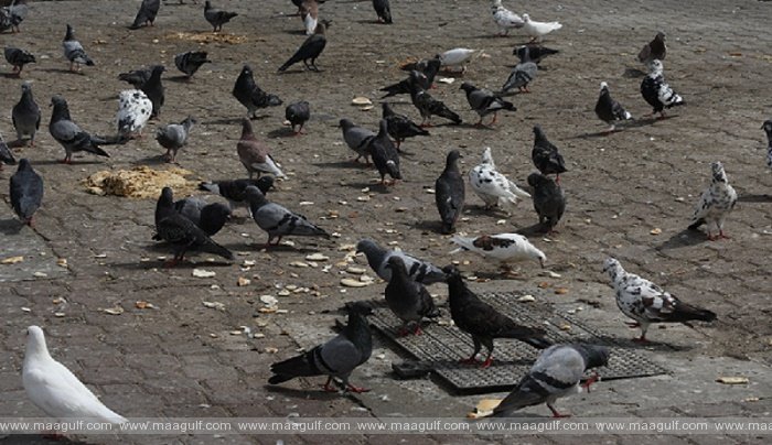 బహిరంగ పక్షులకు ఆహారం ఇవ్వడం మానుకోండి