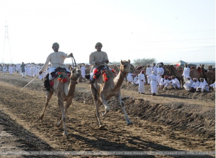 నవంబర్ 27 నుండి అర్ధ ఒంటెల రేసులు ప్రారంభం
