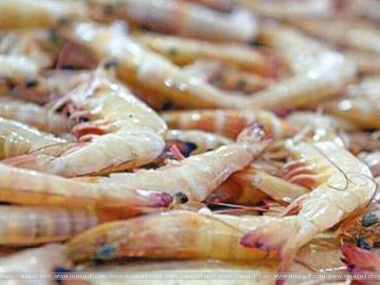 ఒమన్ లో 9 నెలలపాటు రొయ్యల వేటపై నిషేధం