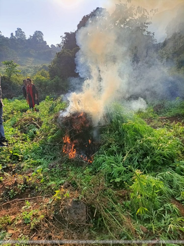 గంజాయి గుట్టు తెలిస్తే పోలీస్ డిపార్ట్మెంట్ కు తెలపండి: ఏపీ డీజీపీ