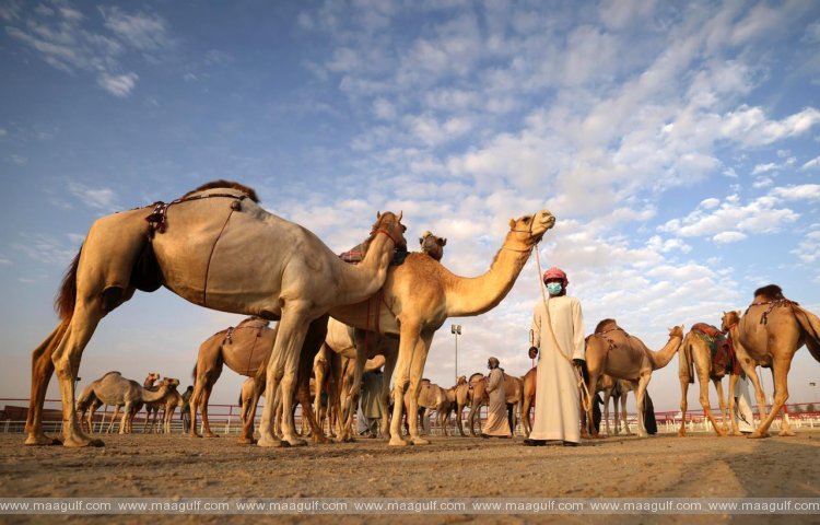 20 16th Al Dhafra Festival to launch tomorrow