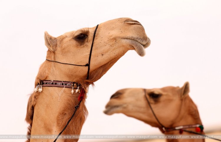 20 Mansour bin Zayed directs increasing number of rounds of Al Dhafra Festival closing camel mazayna