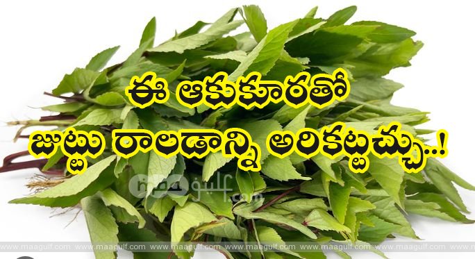 11 గోంగూర తింటే వేడి చేస్తుందా.?