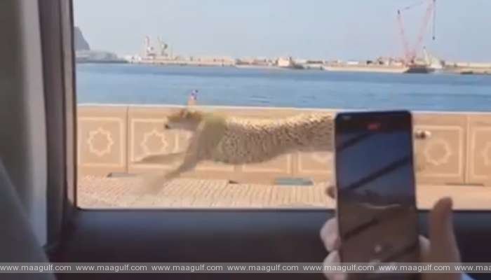 మస్కట్‌లో చిరుత సంచారం.. వైరల్ వీడియో నిజంకాదు!