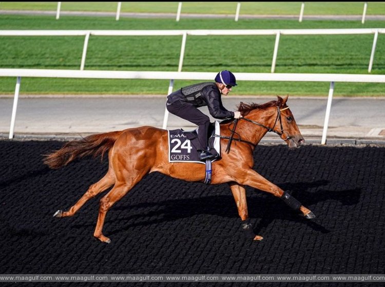 Dubai Racing Club to conduct 2nd Dubai Breeze-Up Sale in 2023