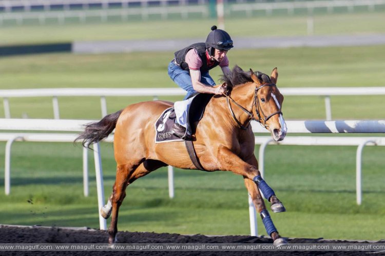 20 Over 60 horses are up on 2nd Dubai Breeze-Up Sale in 2023