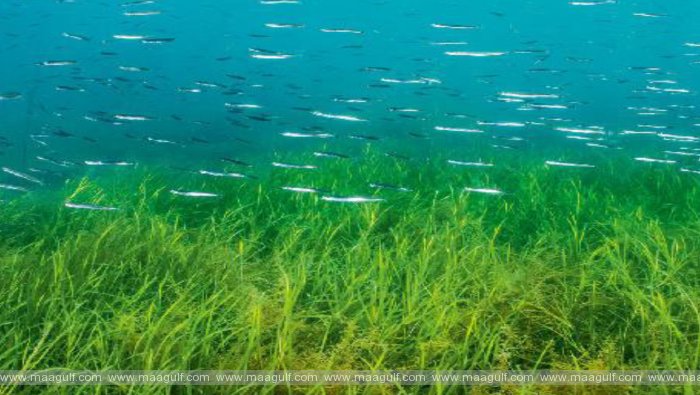 మార్చి 1న \'ప్రపంచ సీగ్రాస్ డే\'