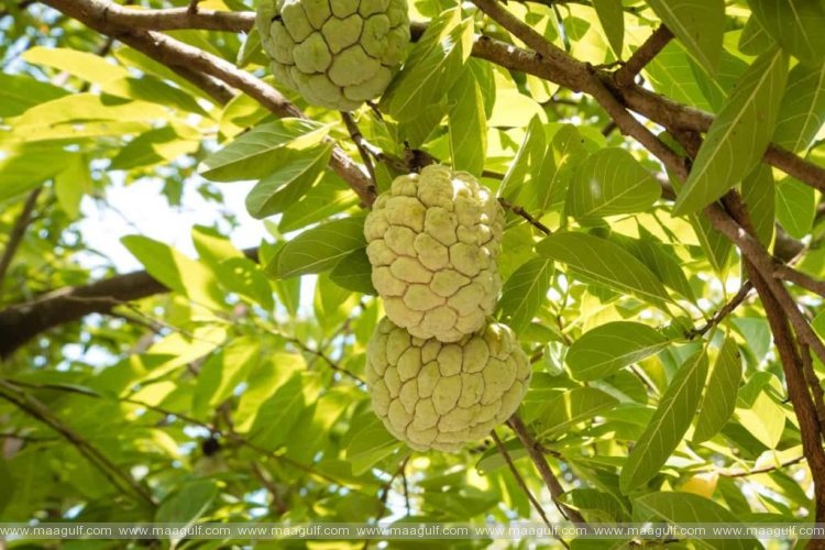 11 డయాబెటిస్ రోగులకి ఈ ఆకులు ఓ ఔషధం.!