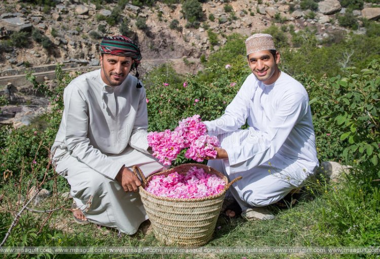 1 ఒమన్ లో ప్రారంభమైన గులాబీ పంట సీజన్