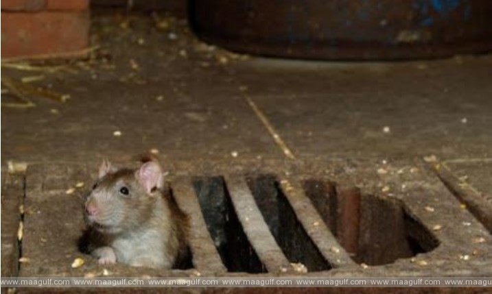 బహ్రెయిన్ లో వేల సంఖ్యల్లో ఎలుకలు.. వ్యాధుల వ్యాప్తిపై ఆందోళన