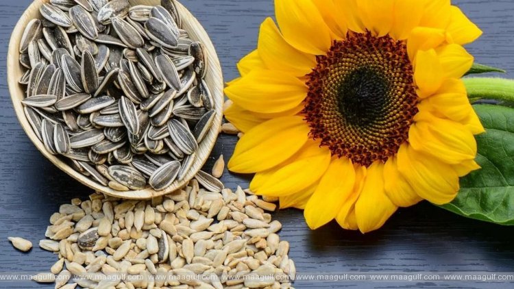 సన్ ఫ్లవర్ సీడ్స్‌తో బరువు తగ్గొచ్చా.!