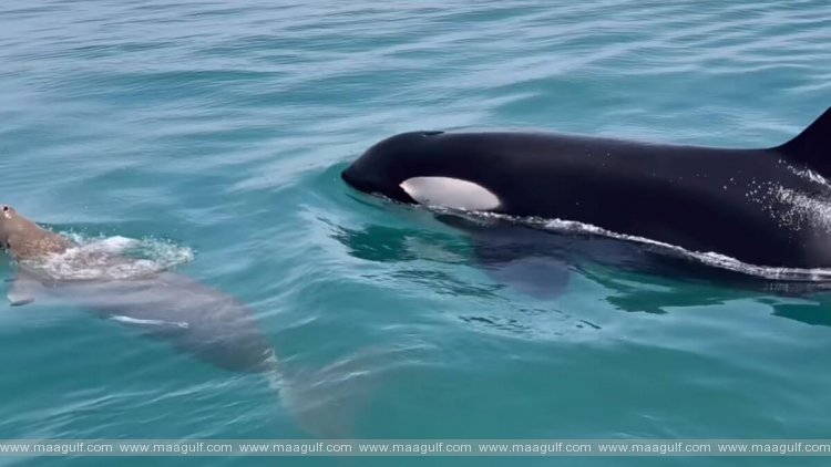 యూఏఈ జలాల్లో కిల్లర్ వేల్స్.. ఎక్కడ ఉన్నాయంటే?