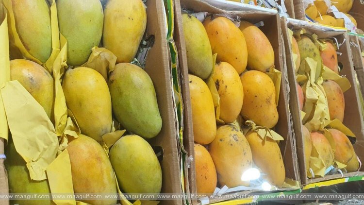 దుబాయ్, షార్జాలో dh3కే కిలో మామిడిపండ్లు..!