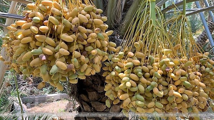 ఖర్జూర ఉత్పత్తిలో జీసీసీలో ఒమన్ కు రెండవ స్థానం