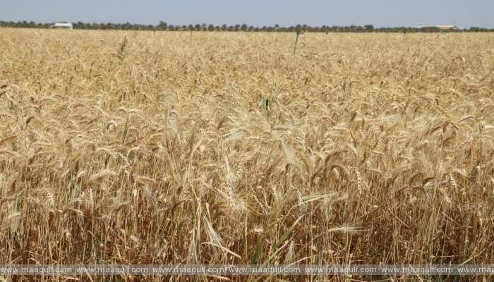 వ్యవసాయోత్పత్తులలోని రసాయనాలు.. ఫుడ్ సేఫ్టీ సెంటర్ క్లారిటీ