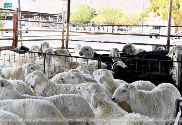 టర్కీ జీవాల దిగుమతిపై నిషేధం ఎత్తివేత