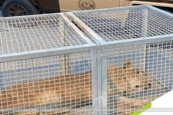 రియాద్‌లో సింహాన్ని బంధించిన ప్రత్యేక దళాలు