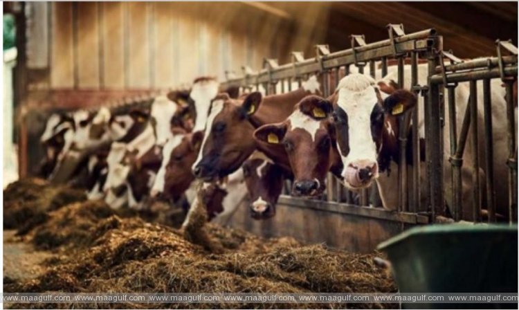 ఆరు నెలల్లో 10,000 జంతువులకు వ్యాక్సిన్లు